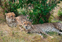 Två geparder vilar intill varandra i Masai Mara, Kenya