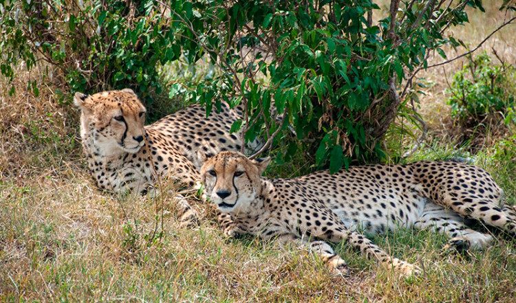 Två geparder vilar intill varandra i Masai Mara, Kenya Två geparder vilar intill varandra i Masai Mara, Kenya