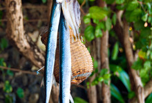 Dagens fångst, vid Sanur strandpromenad, Bali