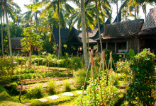 Odlingar i trädgården till Bambu Indah, Ubud Bali