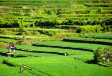Risterasser från utsikten på Bambu Indah, Ubud Bali
