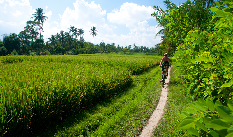 Anki cyklar längs vackra risfält i Tukad Ubud, Bali