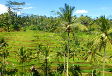 Palmer vid Tegallantang risterasser, Bali