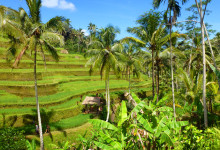 Vackra vyer vid Tegallantang risterasser, Bali