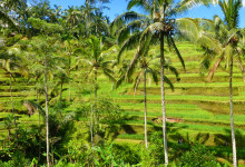 Risterasser och palmer vid Tegallantang, Bali