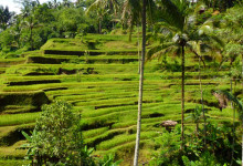 Avsatserna längs dalgången vid Tegallantang risterasser, Bali