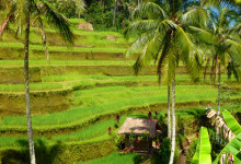 Gröna formationer i dalgången, Tegallantang risterasser, Bali