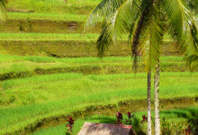 En liten vaktstuga bland Tegallantang risterasser, Bali