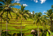 Tegallantang risterasser utanför Ubud, Bali