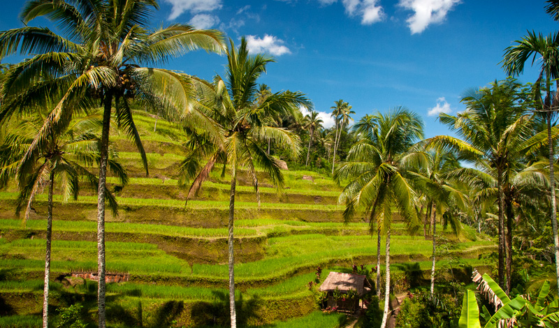 Tegallantang risterasser utanför Ubud, Bali