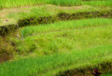 Avsatser vid risterasserna vid Tegallantang, Bali