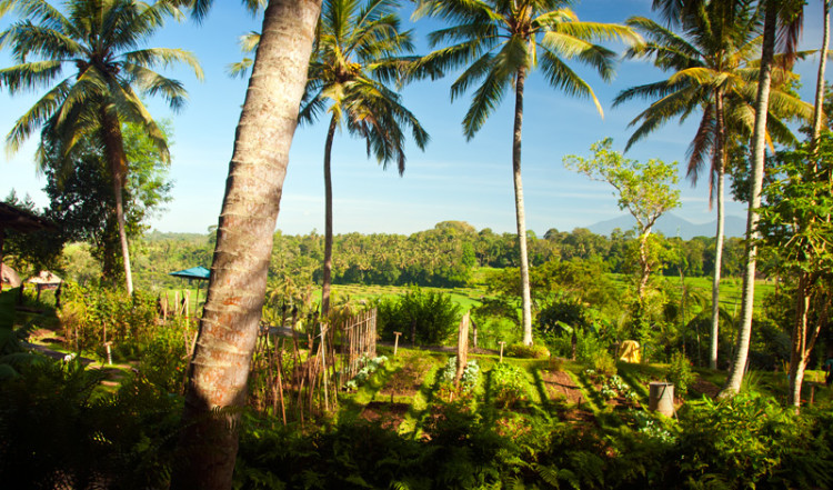 Morgon vid Bambu Indah, Ubud Bali