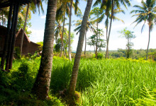 Grönska vid Bambu Indah, Ubud Bali