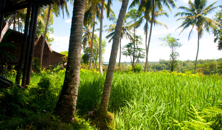 Grönska vid Bambu Indah, Ubud Bali