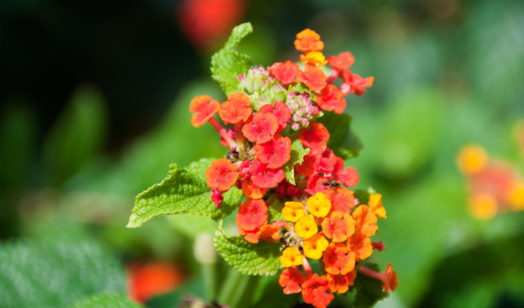 Vackra Lantana Camara Vackra Lantana Camara