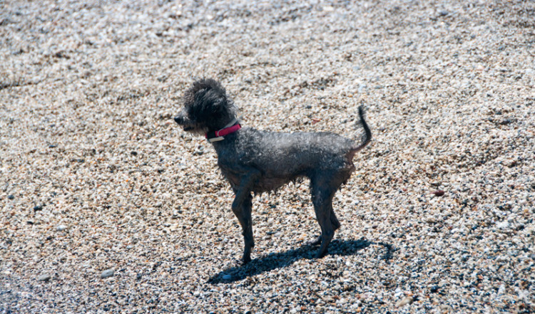 Liten hund på stranden, Punta Chullera