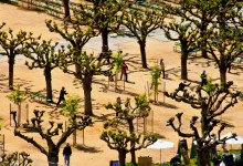 Träd på Music Concourse, Golden Gate Park San Francisco