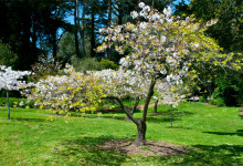 Blommande Körsbärsträd, Golden Gate Park San Francisco