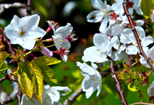 Blommor på körsbärsträd, Golden Gate Park San Francisco