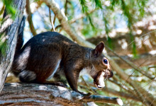 Träd ekorre i San Francisco botanical garden