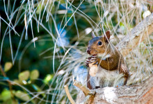 En ekorre sitter på en gren och äter, San Francisco botanical garden