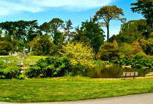 Ancient plant park vid Waterfowl damm i San Francisco botanical garden