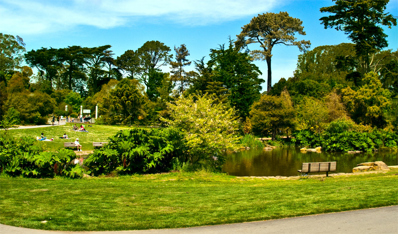 Ancient plant park vid Waterfowl damm i San Francisco botanical garden