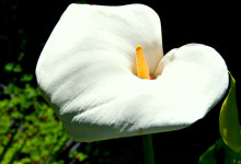 Vit Calla Lilja i San Francisco botanical garden, Kalifornien