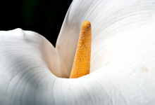 Närbild Vit Calla Lilja i San Francisco botanical garden, Kalifornien