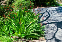 Gladiolus Saccatus i San Francisco botanical garden, Kalifornien