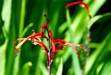 Röd Blomma, Gladiolus Saccatus, i San Francisco botanical garden Kalifornien
