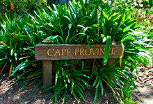 Cape Province i San Francisco botanical garden Kalifornien