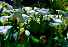 Vita liljor i San Francisco botanical garden, Kalifornien