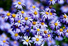 Lila blommor i San Francisco botanical garden, Kalifornien