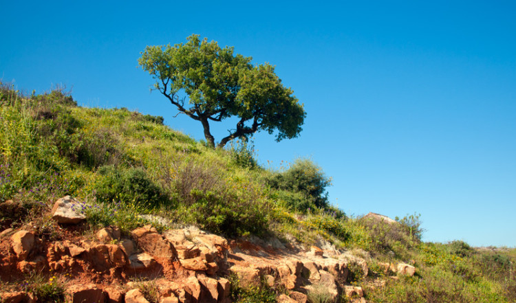 Trä på en kulle i Andalusien