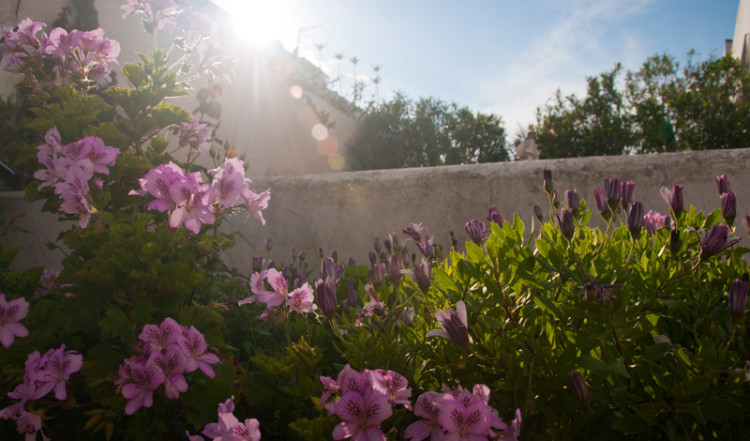 Blommor i trädgården i Monte Viñas