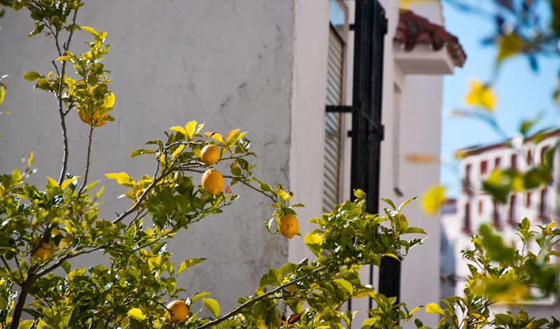 Citronträd i Monte Vinas