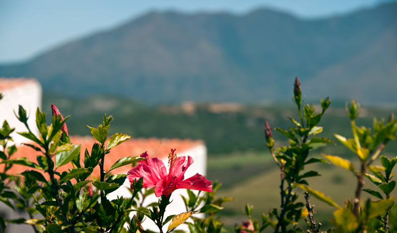 Blomstrande omgivningar i Monte Viñas, Manilva