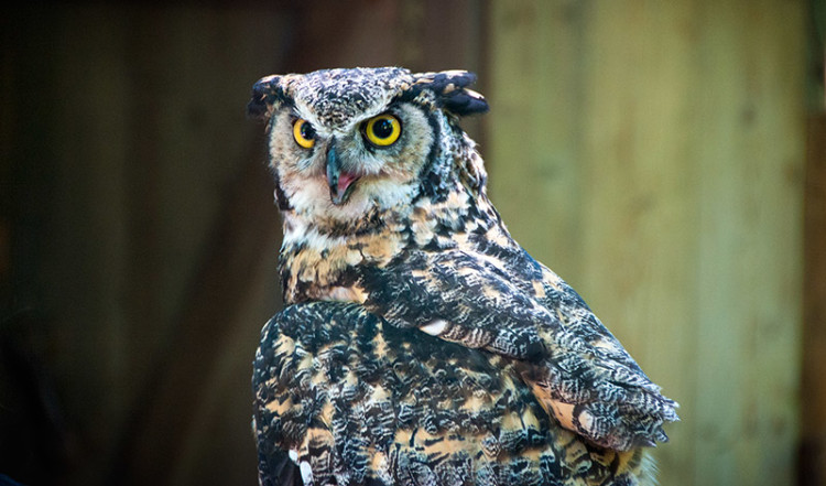 Uggla på Capilano Suspension Bridge Park, Vancouver Kanada