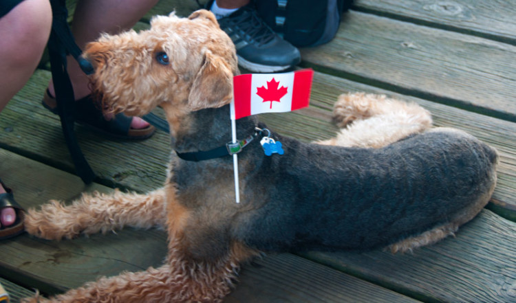 Hund med Kanadaflagga Granville Island, Vancouver BC