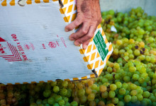 Manilva druvor, Plaza de la Vendimia, Fiesta de la Vendimia i Manilva