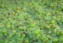 Trampade vindruvor, Plaza de la Vendimia, Fiesta de la Vendimia i Manilva