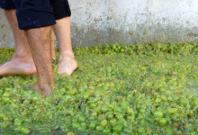 Trampning av vindruvor, Plaza de la Vendimia, Fiesta de la Vendimia i Manilva