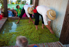 Trampning av vindruvor, Plaza de la Vendimia, Fiesta de la Vendimia i Manilva