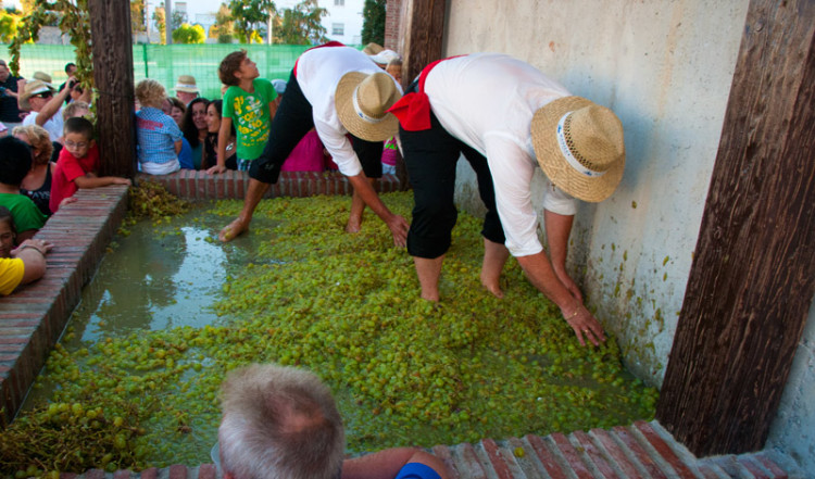 Trampning av vindruvor, Plaza de la Vendimia, Fiesta de la Vendimia i Manilva