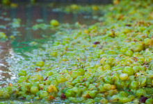 Trampade vindruvor, Plaza de la Vendimia, Fiesta de la Vendimia i Manilva