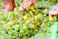 Trampade vindruvor, Plaza de la Vendimia, Fiesta de la Vendimia i Manilva