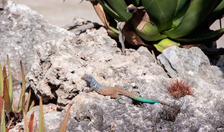 Ödla utanför Sorobon Beach Resort, Bonaire