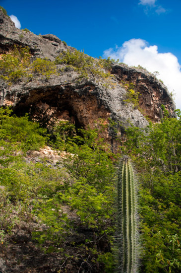Cactusar växer ut med vägarna
