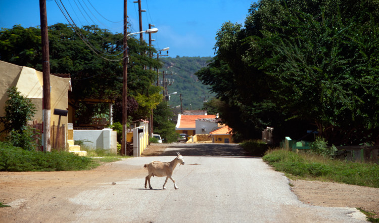 Gata i Rincon, Bonaire